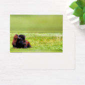 Buffalo Meadow (Desk)