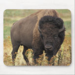 Buffalo Mouse Pad<br><div class="desc">This is a photography of a wild Buffalo.</div>
