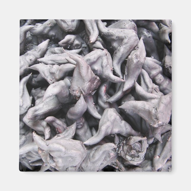 Buffalo Nuts - Water Caltrop Magnet (Front)