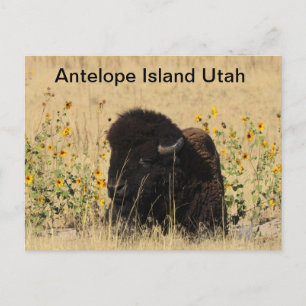 Buffalo on Antelope Island in Utah Postcard