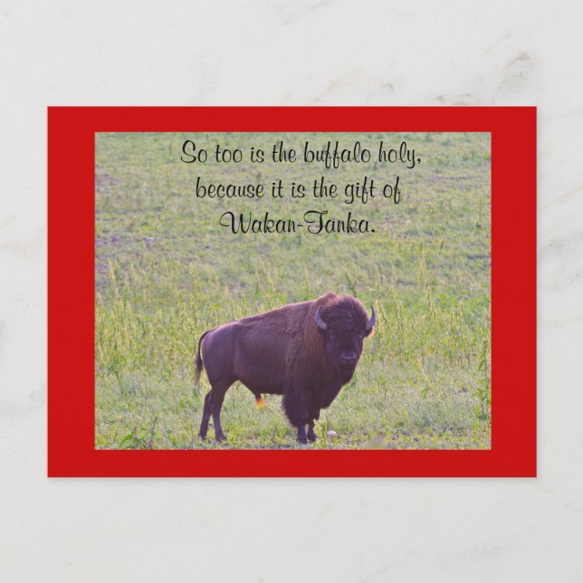 Buffalo on Lakota Lands Postcard (Front)