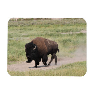 Buffalo on the move, Photography Magnet