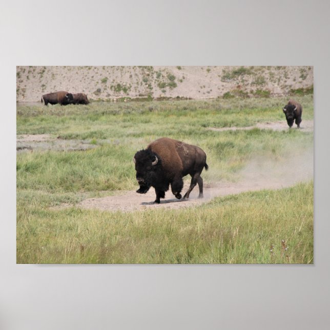 Buffalo on the move, Photography Poster (Front)