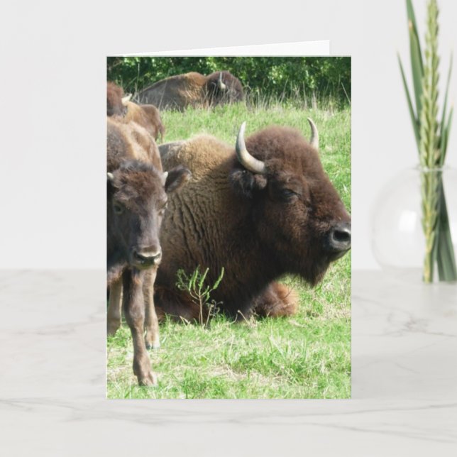 Buffalo Picture Greeting Card (Front)