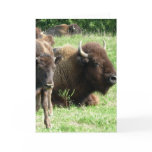 Buffalo Picture Greeting Card
