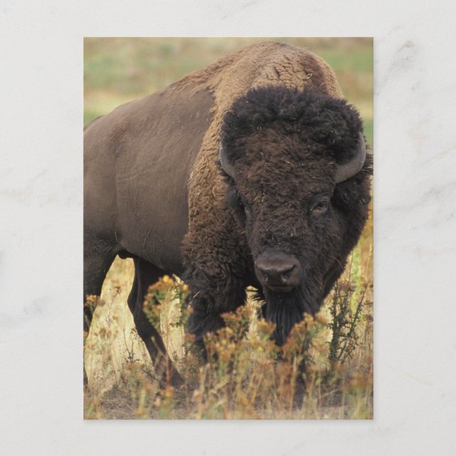 Buffalo Postcard (Front)