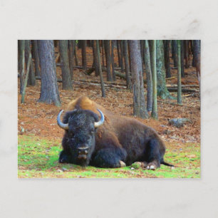 Buffalo Postcard