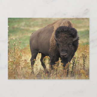 Buffalo Postcard