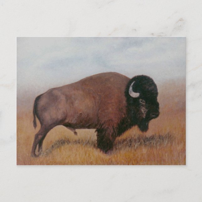 Buffalo Postcard (Front)