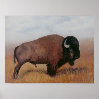 Buffalo Poster