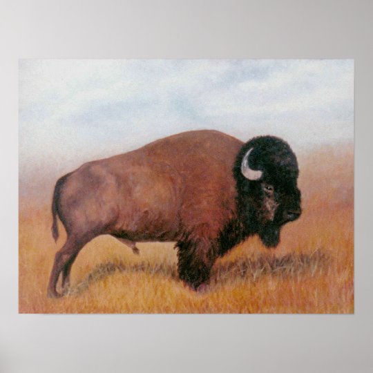 Buffalo Poster | Zazzle.com