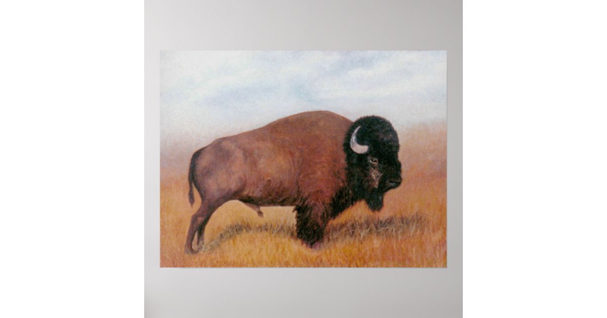 Buffalo Poster | Zazzle