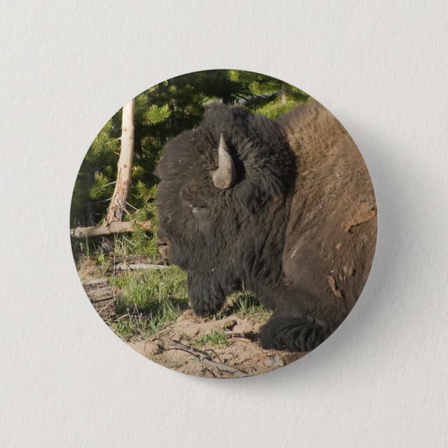 Buffalo Resting Button (Front)
