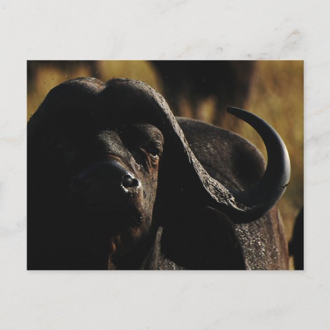 Buffalo - safari big five animal postcard (Front)