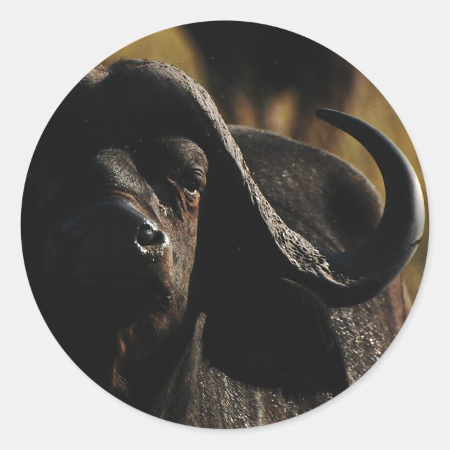 Buffalo - safari big five animal stickers (Front)