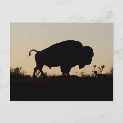 Buffalo Silhouette Postcard