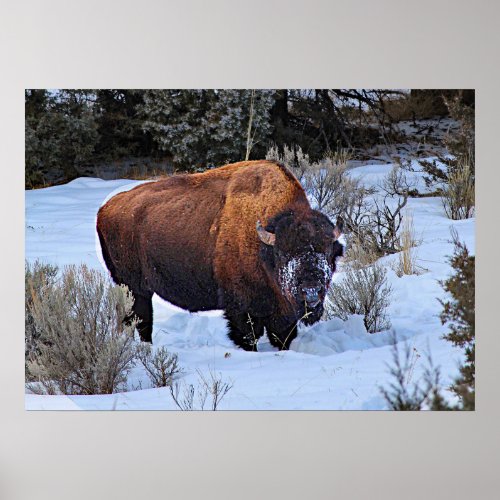 Buffalo Snow Photo Poster