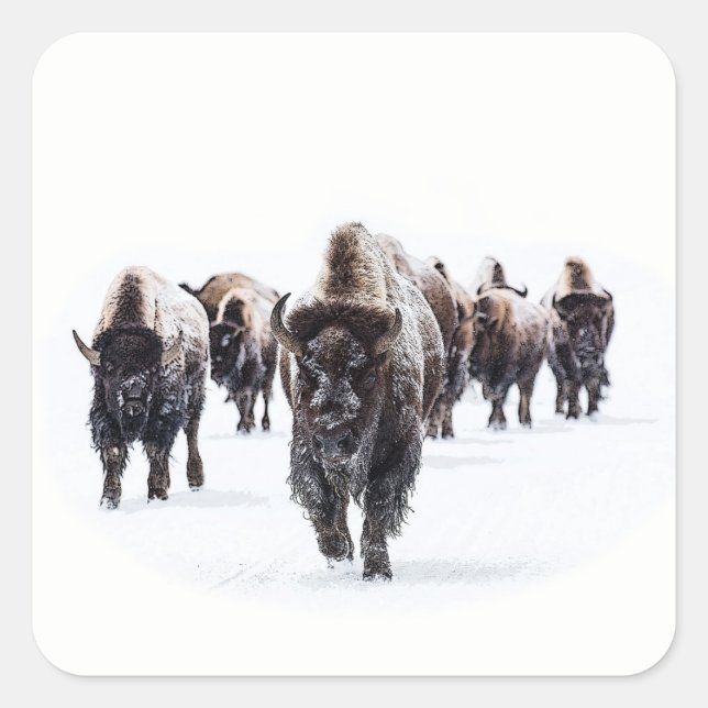 Buffalo Square Sticker (Front)