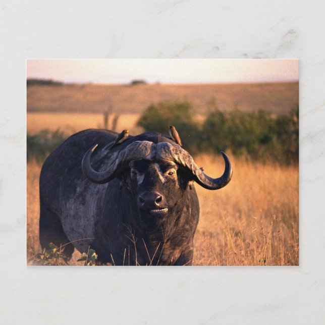 Buffalo with two birds in the morning sun postcard (Front)