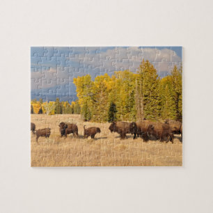 Buffalo Wyoming Jigsaw Puzzle