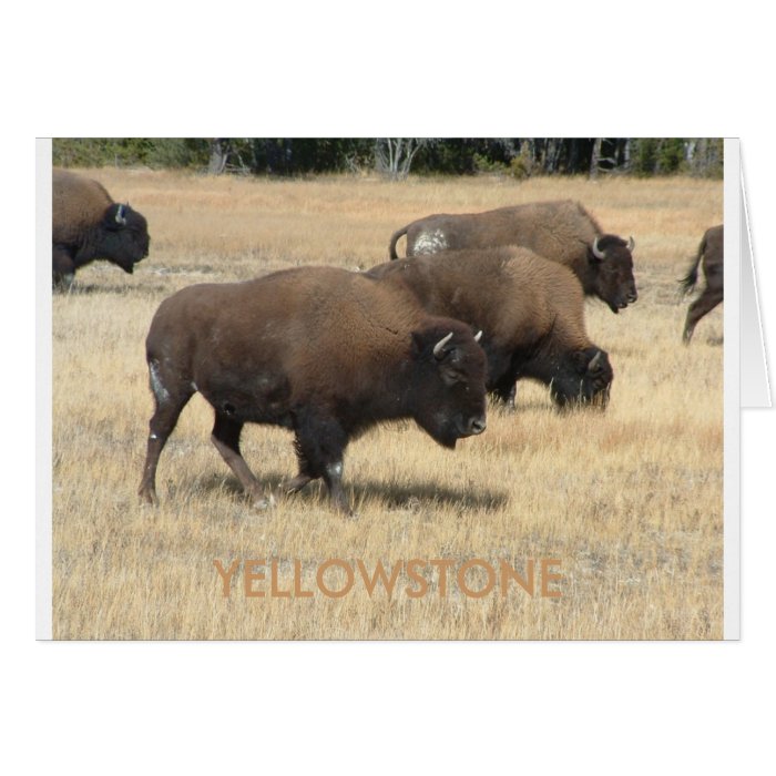 Buffalo YELLOWSTONE Greeting Card