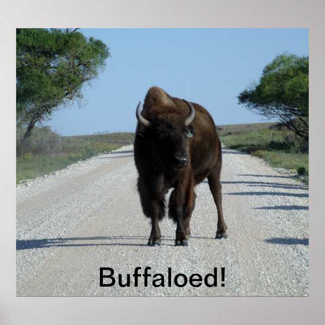 Buffaloed! Poster (Front)