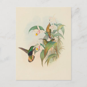 Buffed-Tailed Velvet-Breast John Gould Postcard