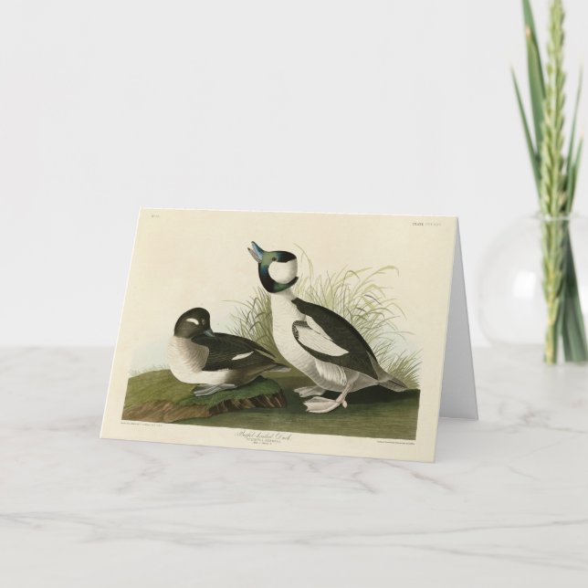 Buffel-headed Duck from Audubon's Birds of America Card (Front)