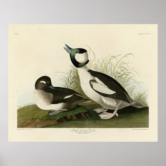 Buffel-headed Duck from Audubon's Birds of America Poster (Front)