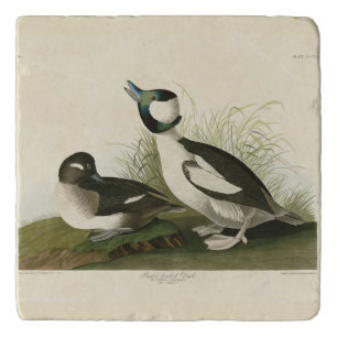 Buffel-headed Duck from Audubon's Birds of America Trivet