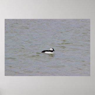 Bufflehead Duck Photo Poster
