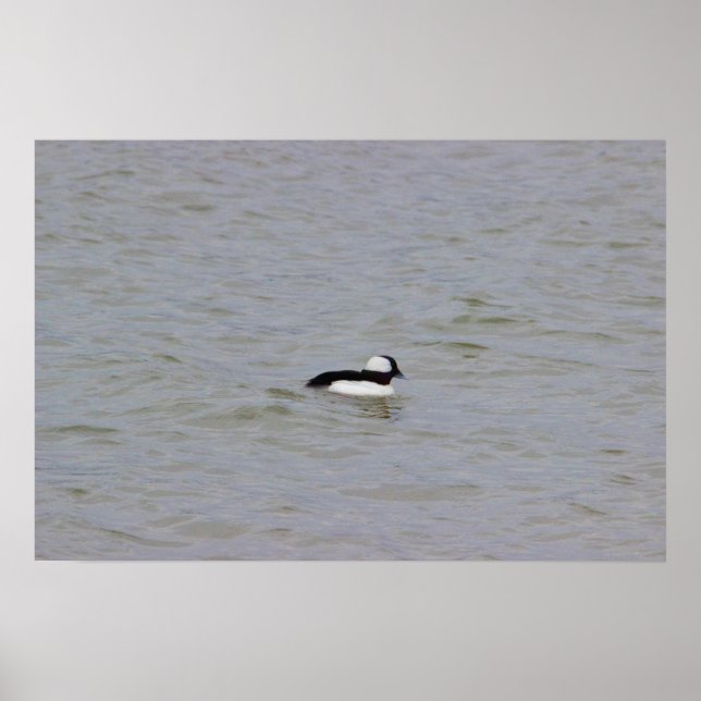 Bufflehead Duck Photo Poster (Front)