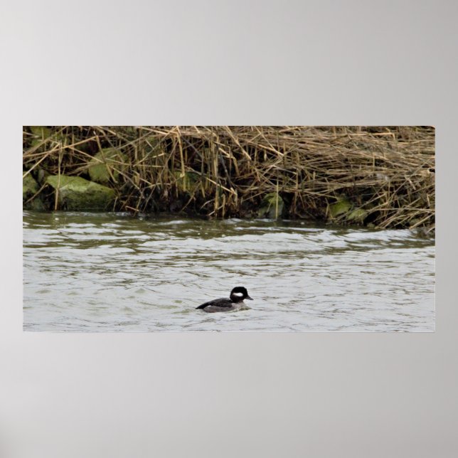 Bufflehead Duck Photo Poster (Front)
