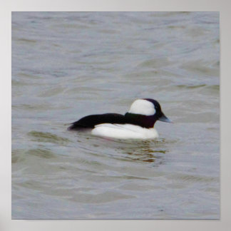Bufflehead Duck Photo Poster
