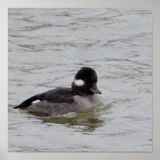 Bufflehead Duck Photo Poster