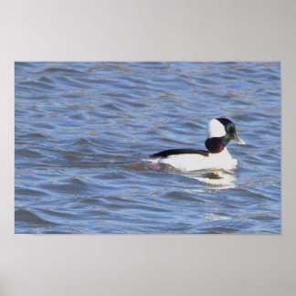 Bufflehead Duck Poster