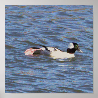 Bufflehead Duck Poster