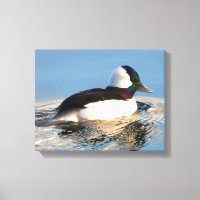 Bufflehead Duck Premium Wrapped Canvas (Gloss)
