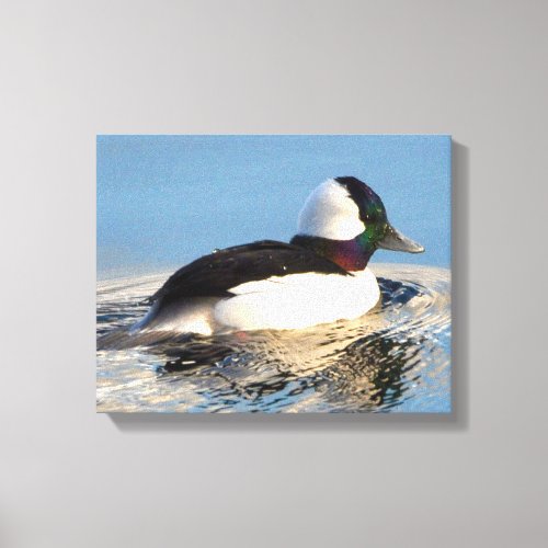 Bufflehead Duck Premium Wrapped Canvas Gloss