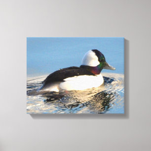 Bufflehead Duck Premium Wrapped Canvas (Gloss) Print