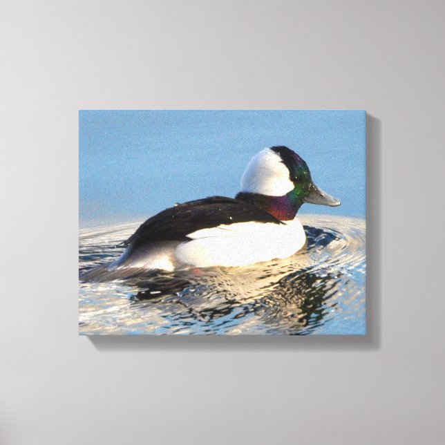 Bufflehead Duck Premium Wrapped Canvas (Gloss) Print (Front)