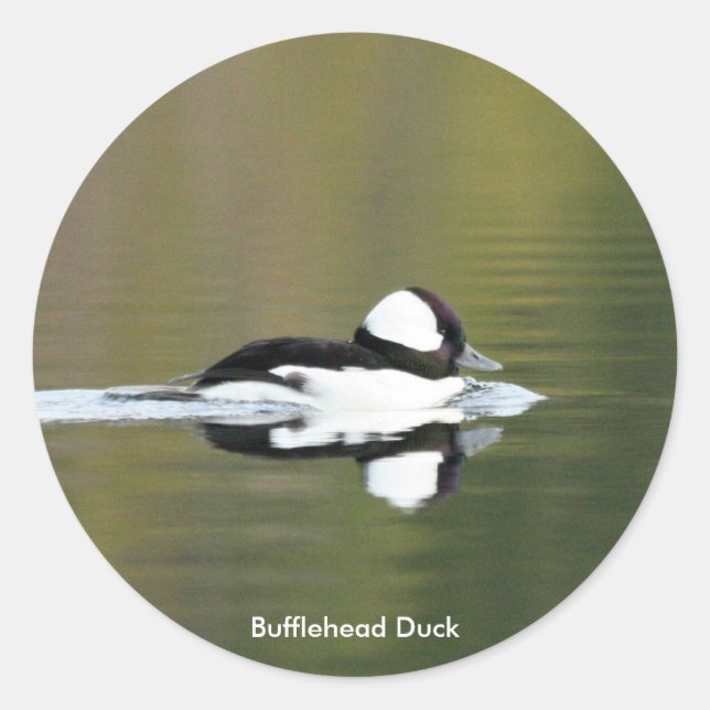 Bufflehead Duck stickers (Front)