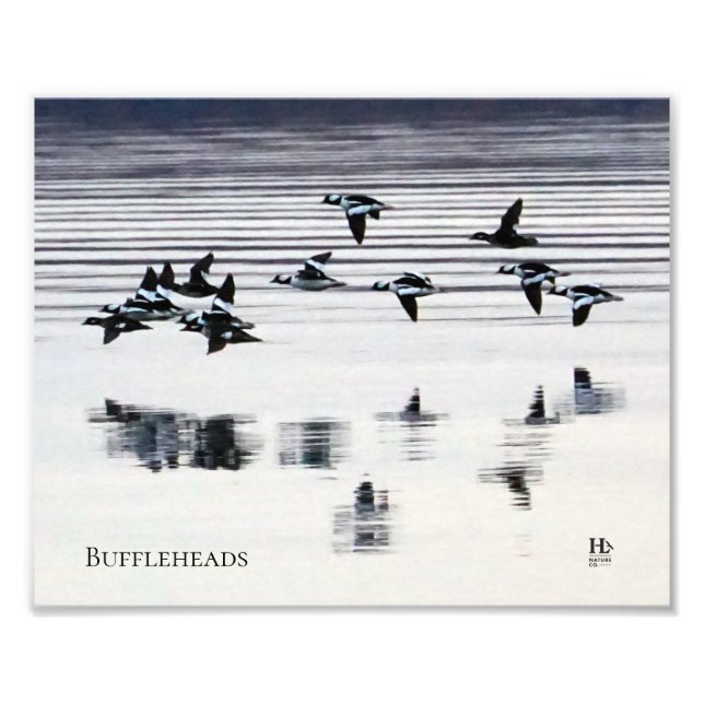 Bufflehead ducks on Higgins Lake Photo Print (Front)
