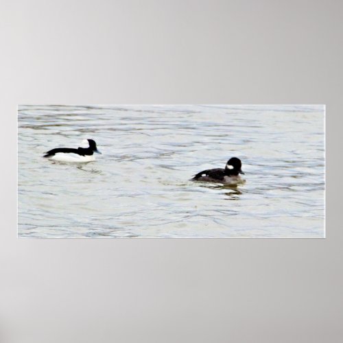 Bufflehead Ducks Photo Poster