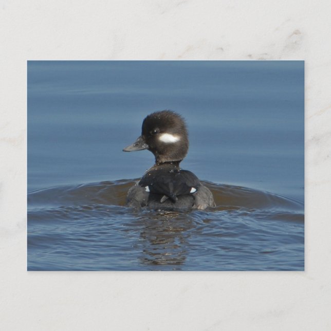 Bufflehead Postcard (Front)