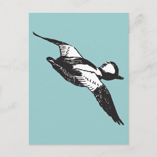 Bufflehead Sketch Postcard