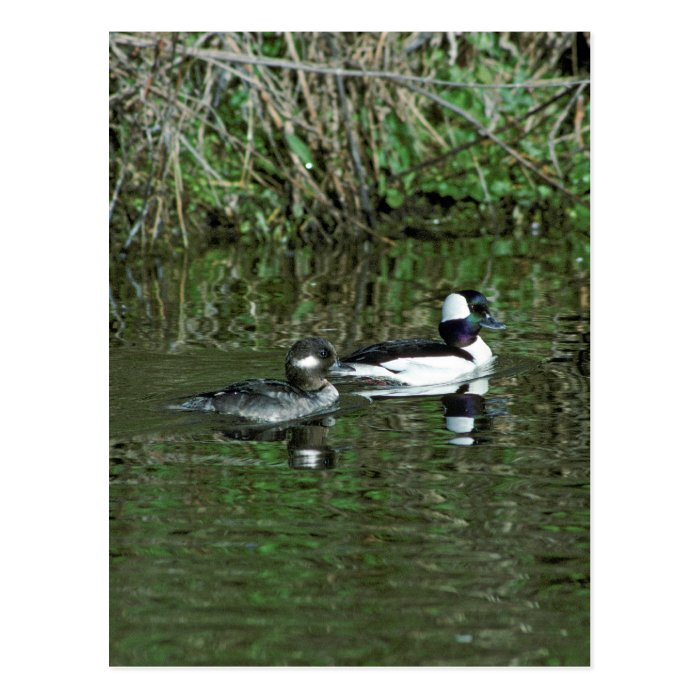 Buffleheads   Dipper Ducks Post Cards