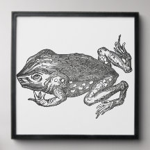 Bufo Rana aka Cane Toad