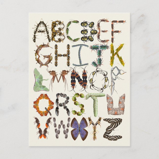 Bug Alphabet - Insect Themed Kids Art  Postcard (Front)