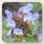 Bug Coaster<br><div class="desc">Assasin Bug Coaster</div>